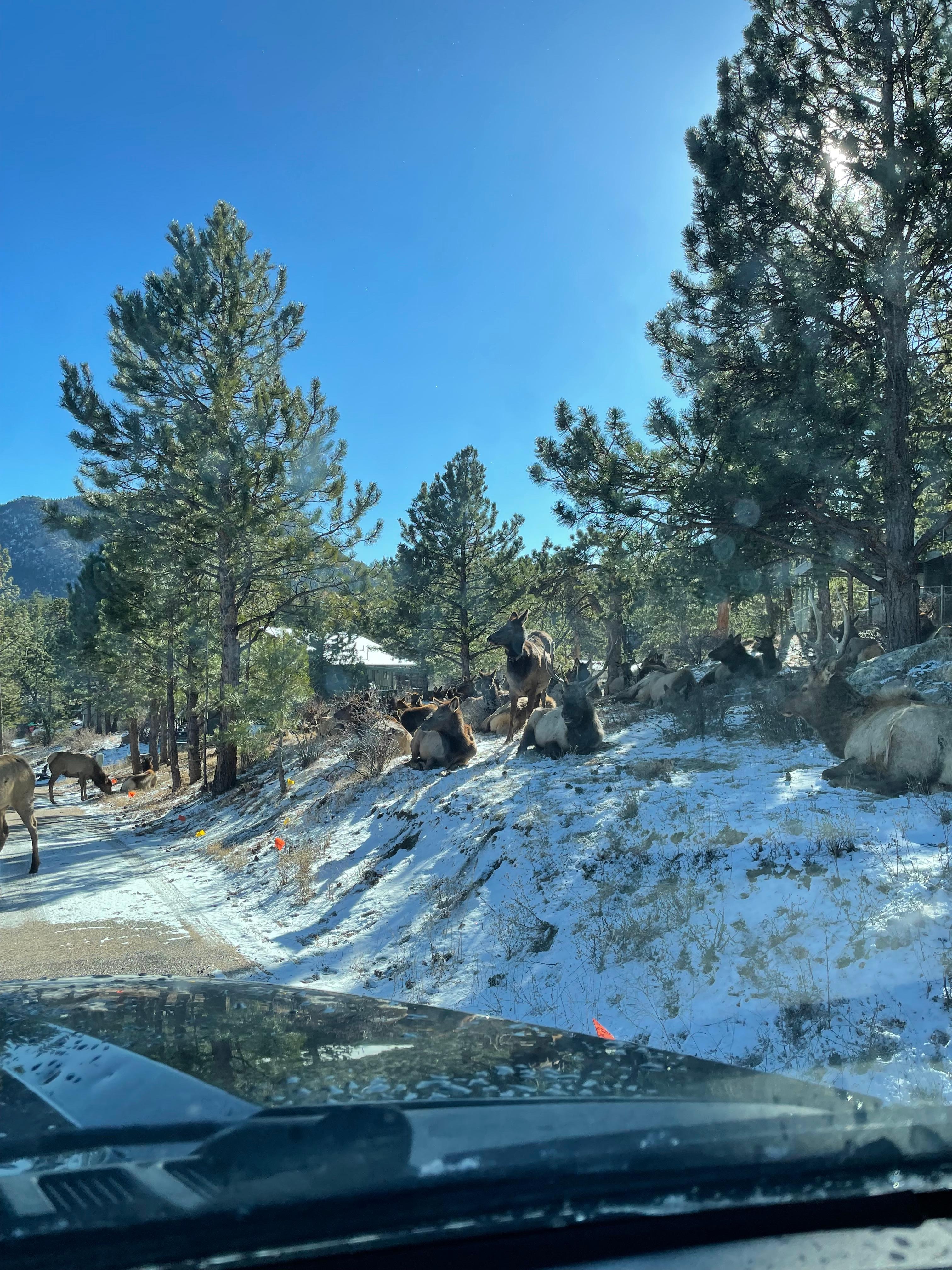 Elk lounging 2 doors down!