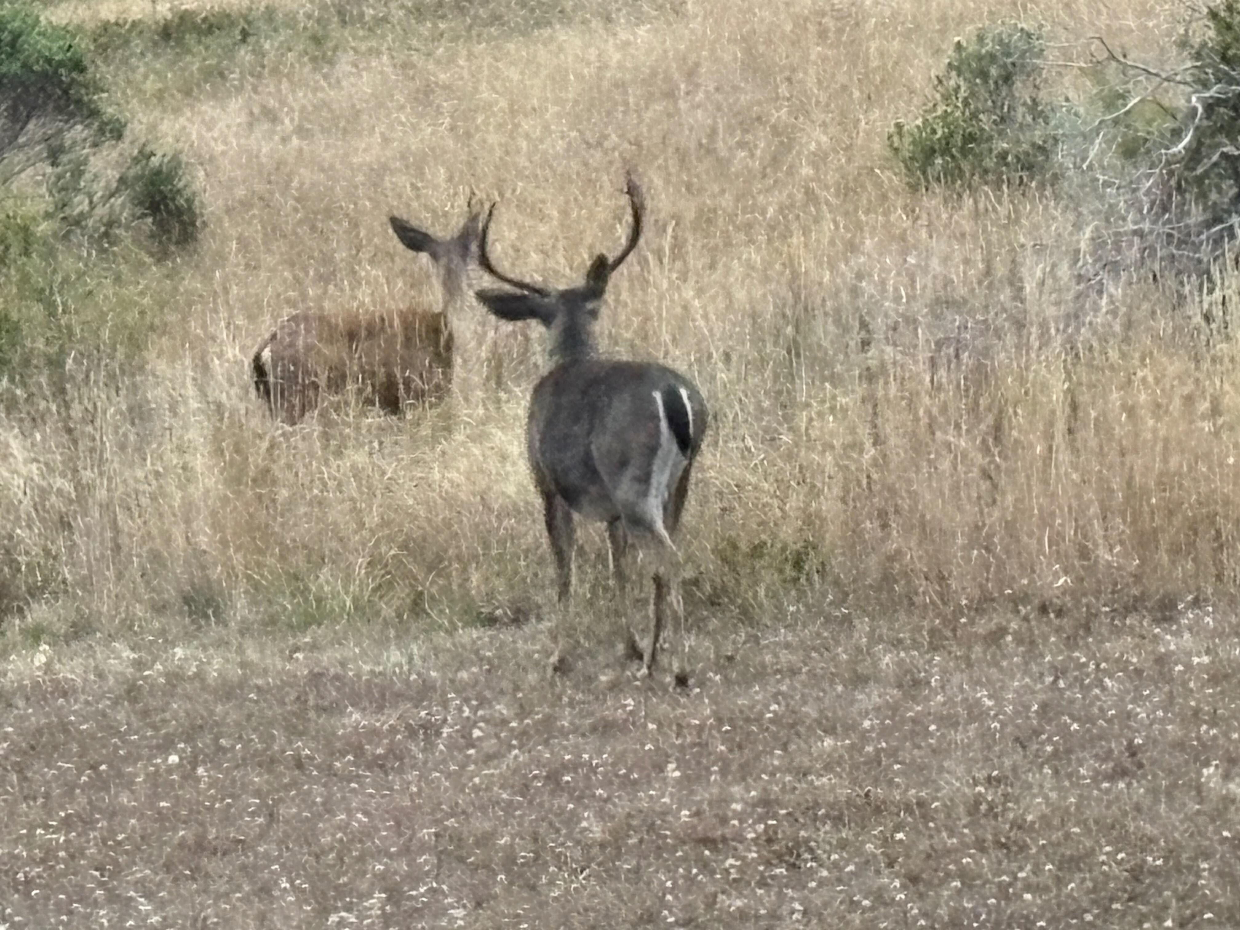 View of Deers from House