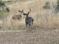 View of Deers from House