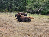 Elk and Bison Prairie