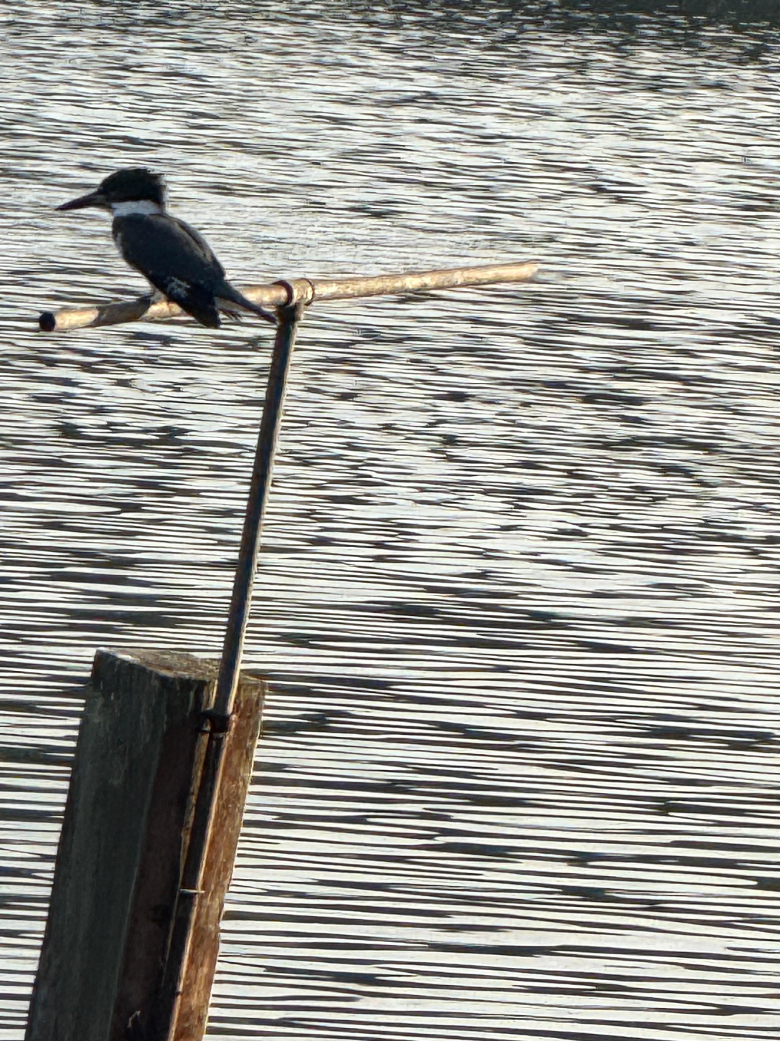 Cute King Fisher was a frequent visitor!