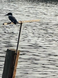 Cute King Fisher was a frequent visitor!