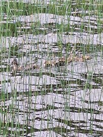 Momma duck and her babies right off the dock.