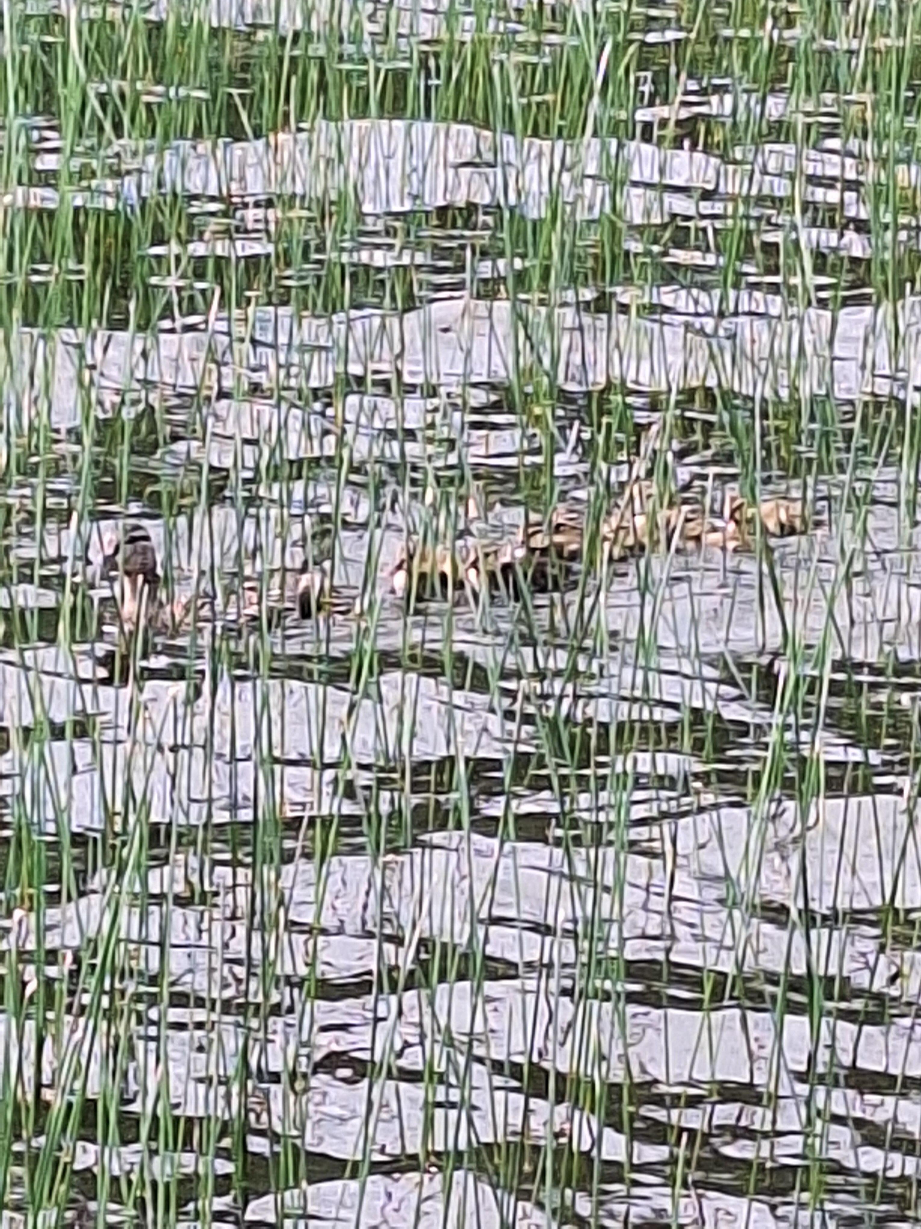 Momma duck and her babies right off the dock.