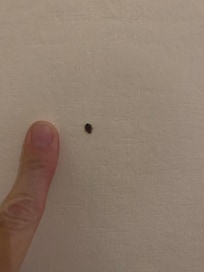 Bed bug in our room
