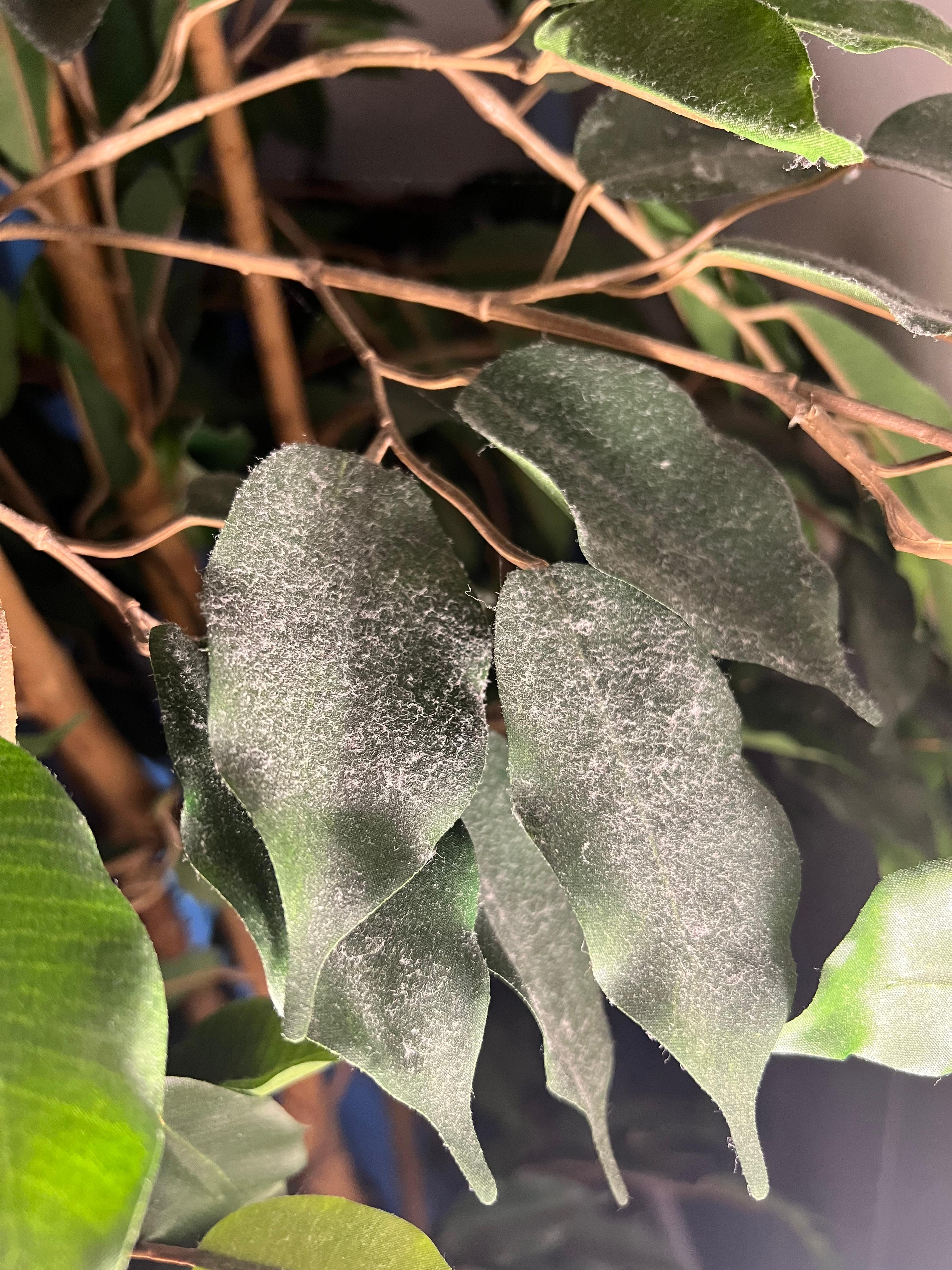 Dusty plant