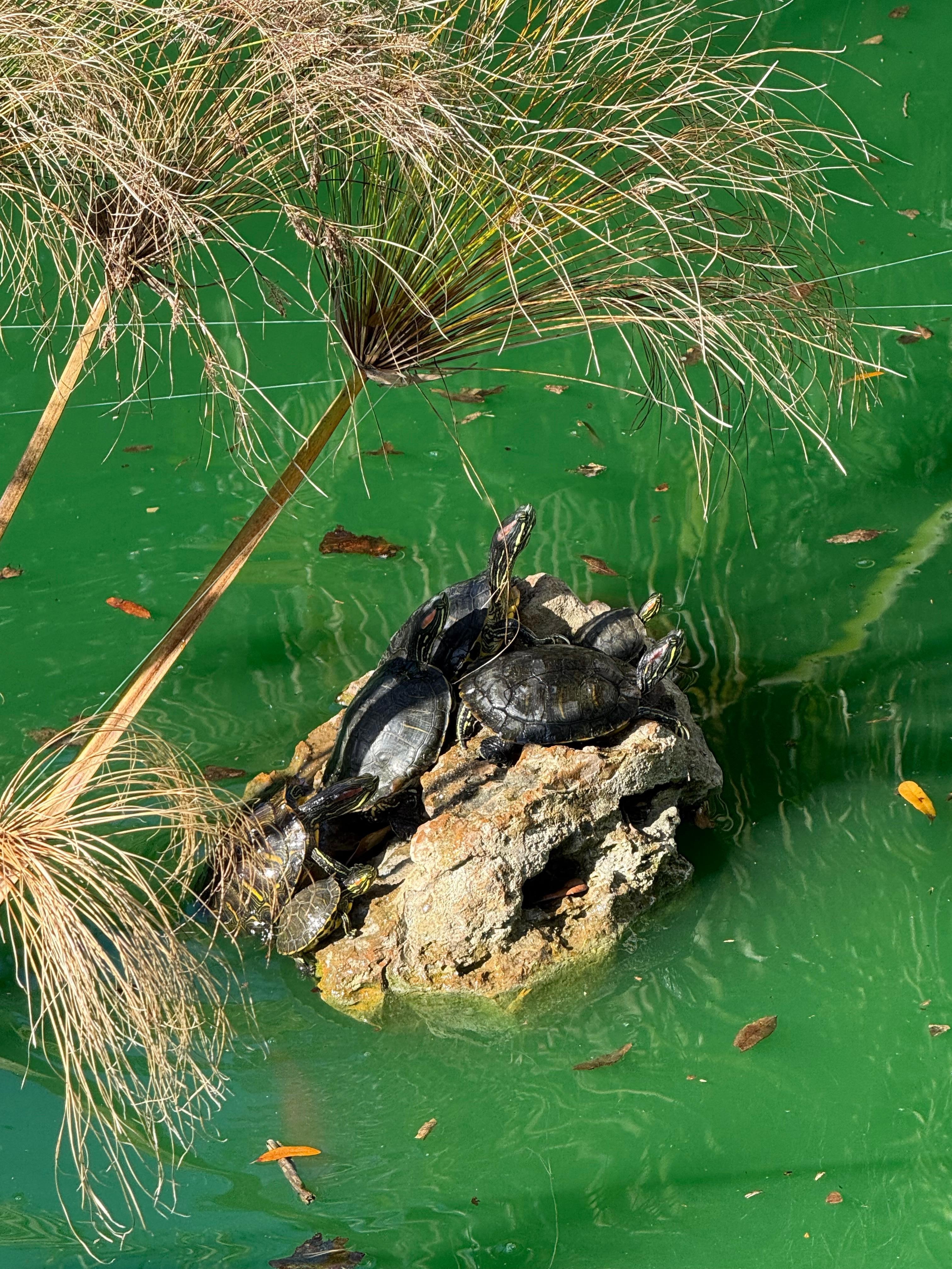 The resident brettles