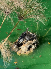 The resident brettles