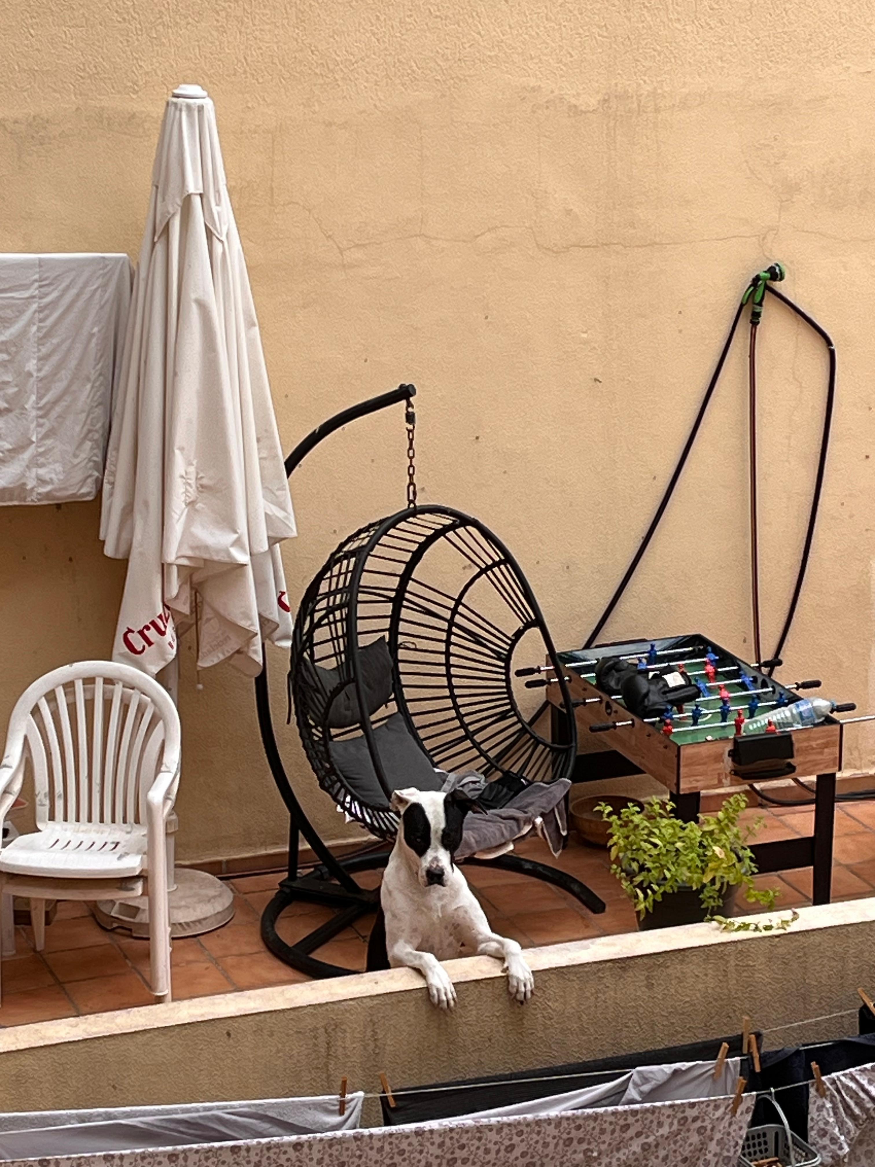 The weird balcony with the punch bag, wall mounted TV and one of the massive dogs 