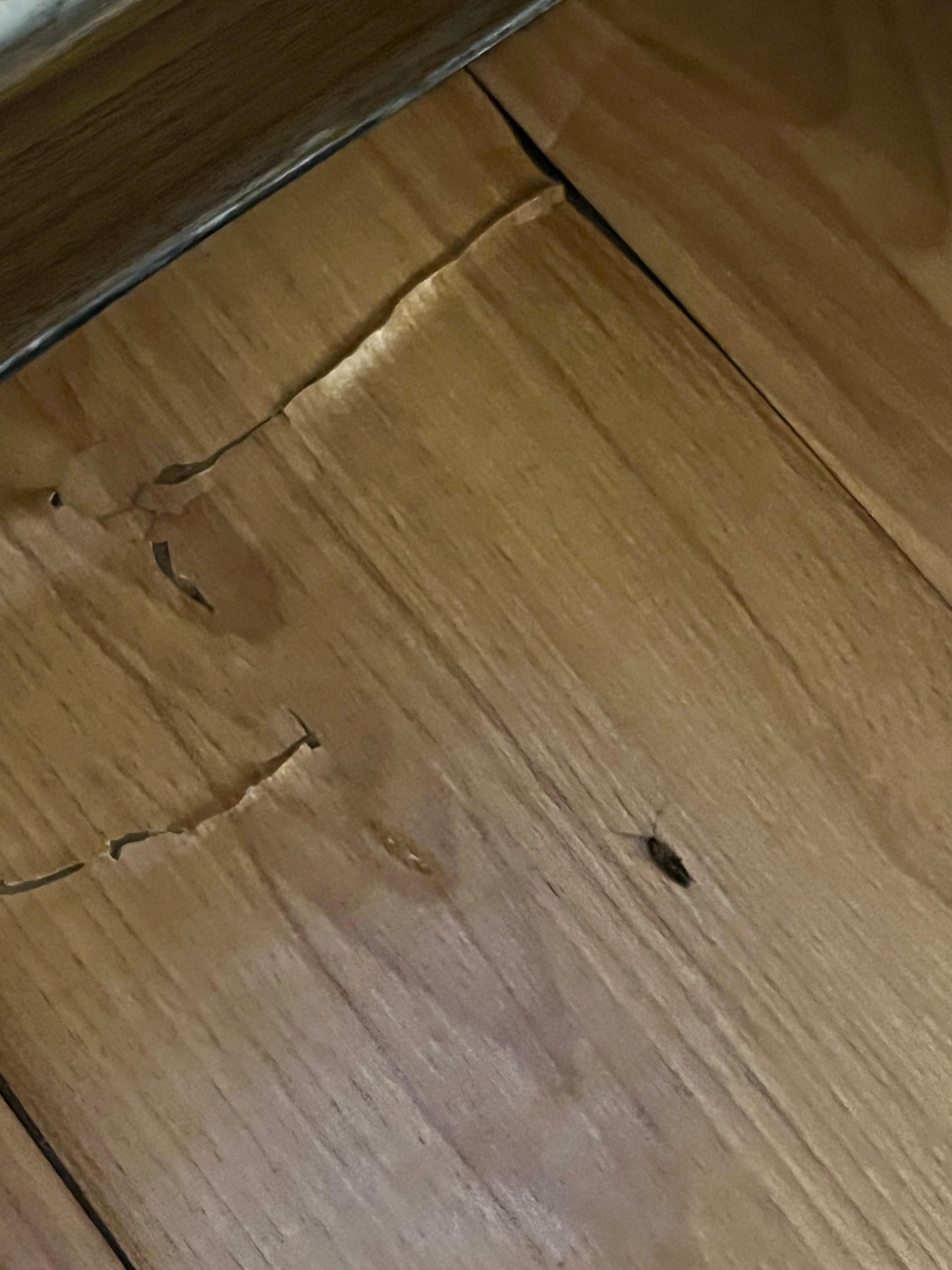 That’s the cockroach from our room.