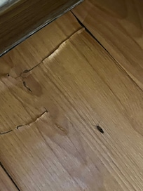 That’s the cockroach from our room.