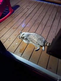 Raccoon on the deck of our cabin playing games trying to see if we’d feed her