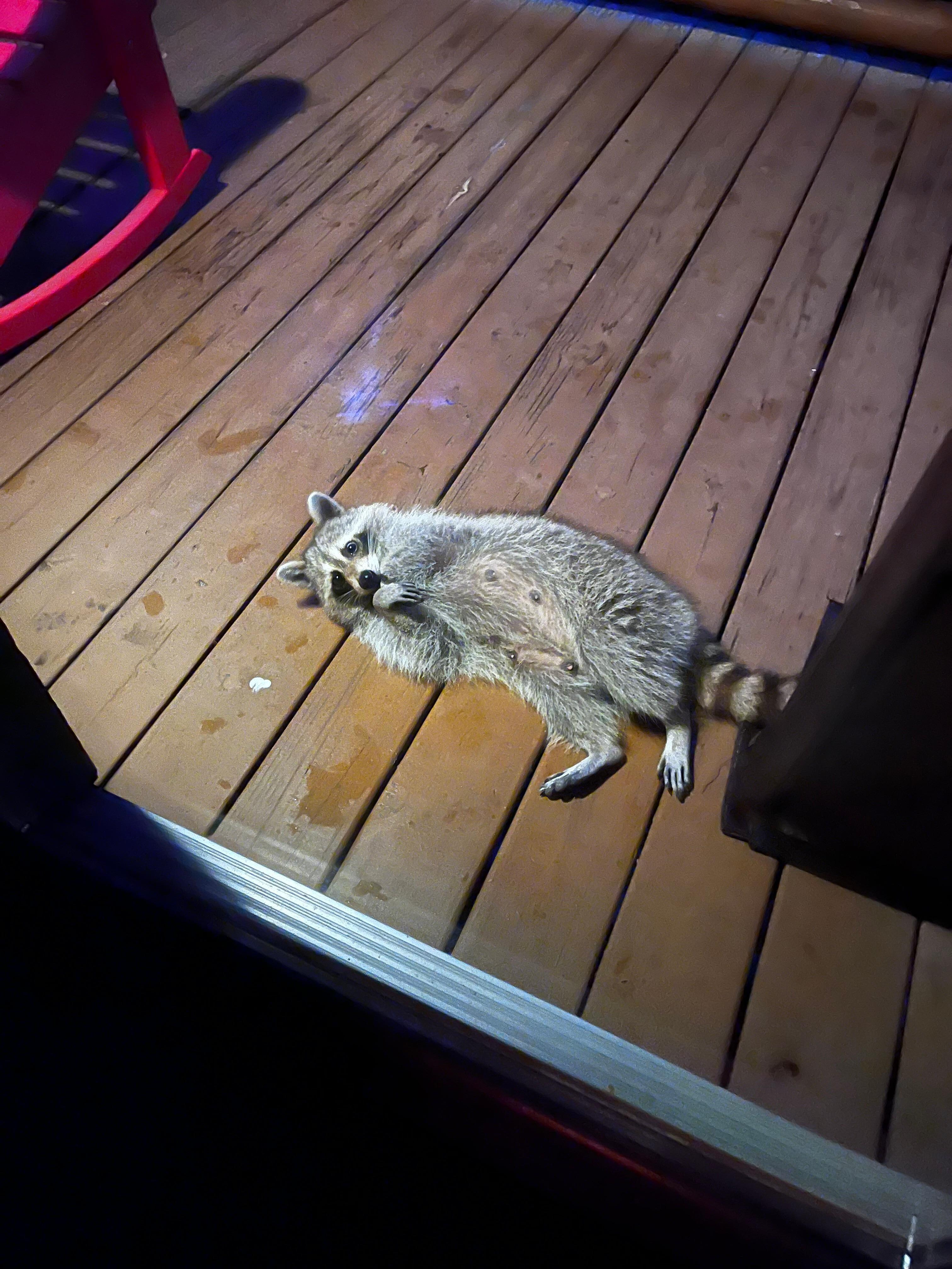 Raccoon on the deck of our cabin playing games trying to see if we’d feed her