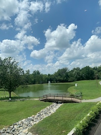 Ducks & geese view