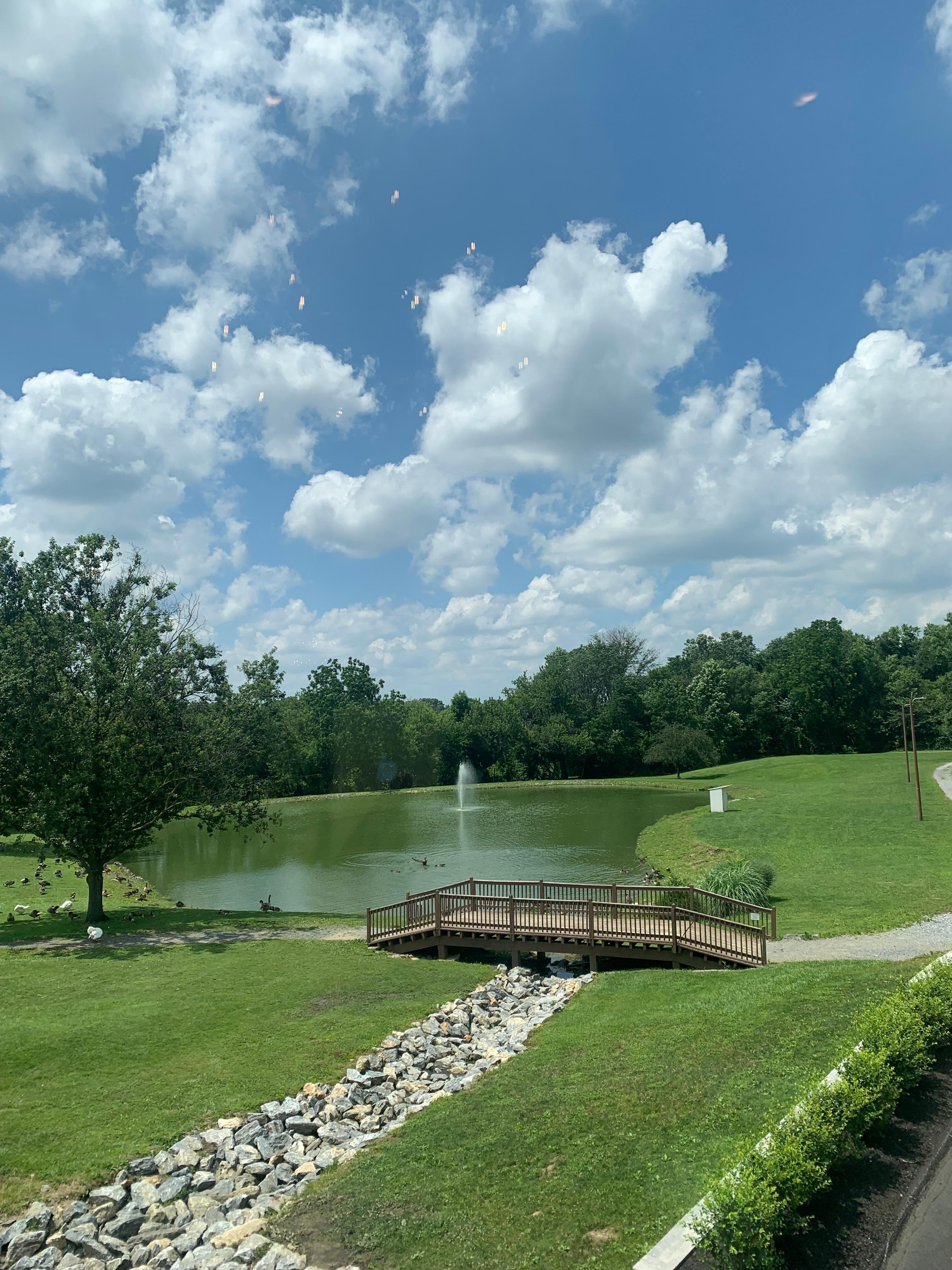 Ducks & geese view