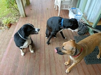 Betty, Barney &Charlie