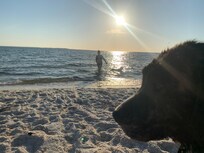 Curly looking sad because she is on her leash and not in the water