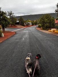 Walking the Doggies in the neighborhood!