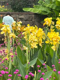 Flowers at the Biltmore House garden