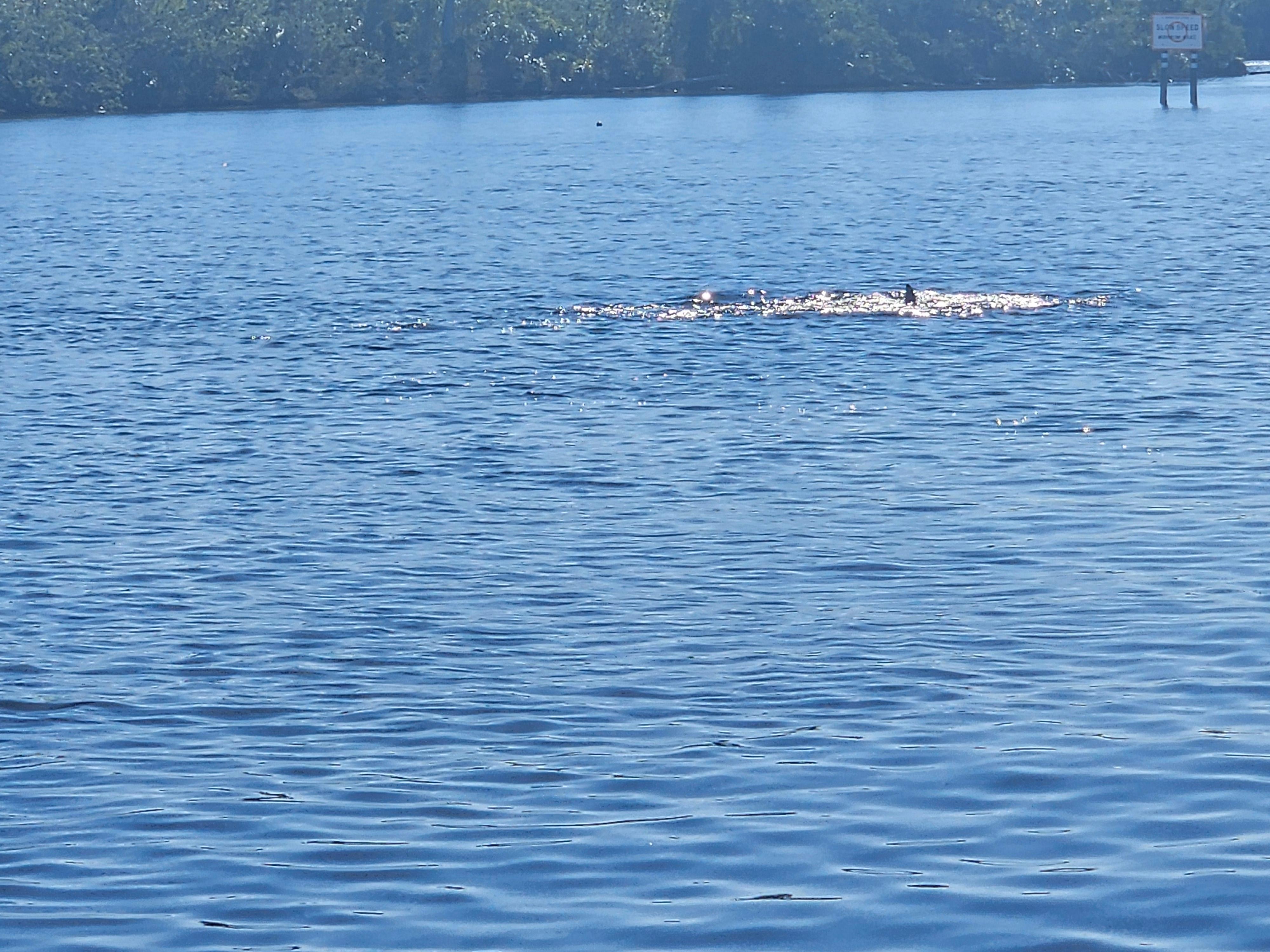 Mama and baby Manatee