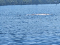Mama and baby Manatee