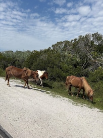 Close to Assateague if you’re wanting another beach, too!
