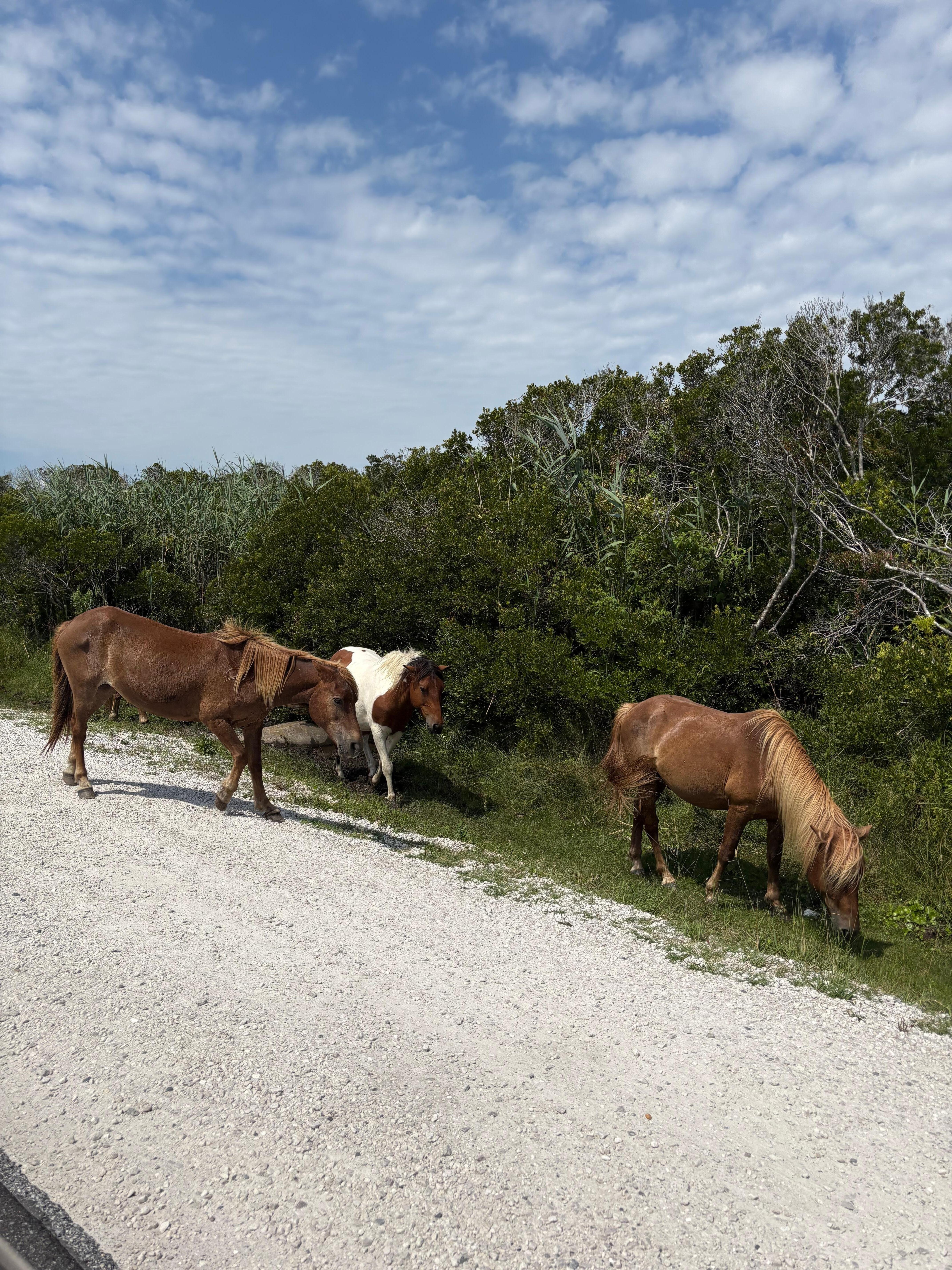 Close to Assateague if you’re wanting another beach, too!