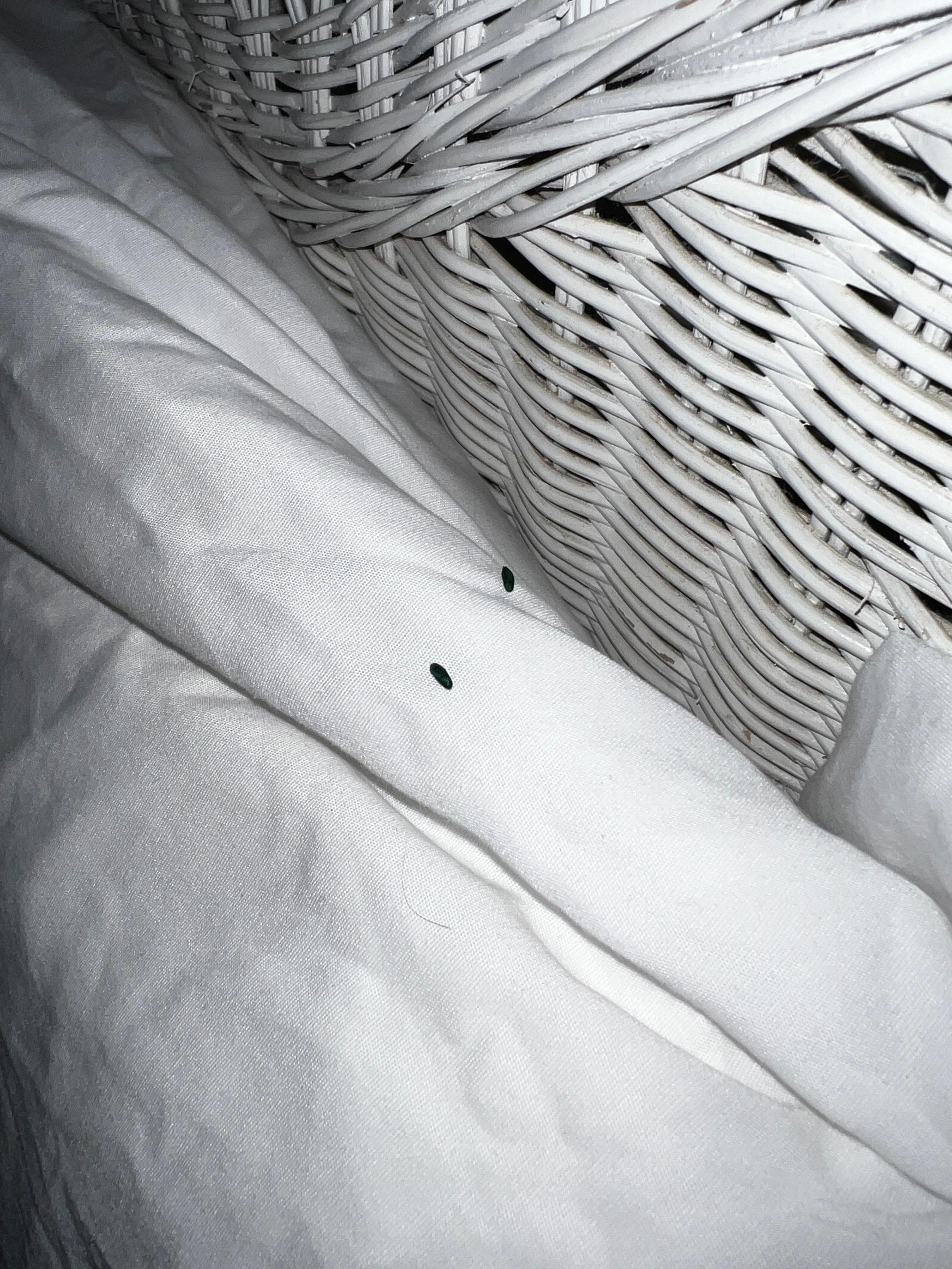 Mouse poop on pillow