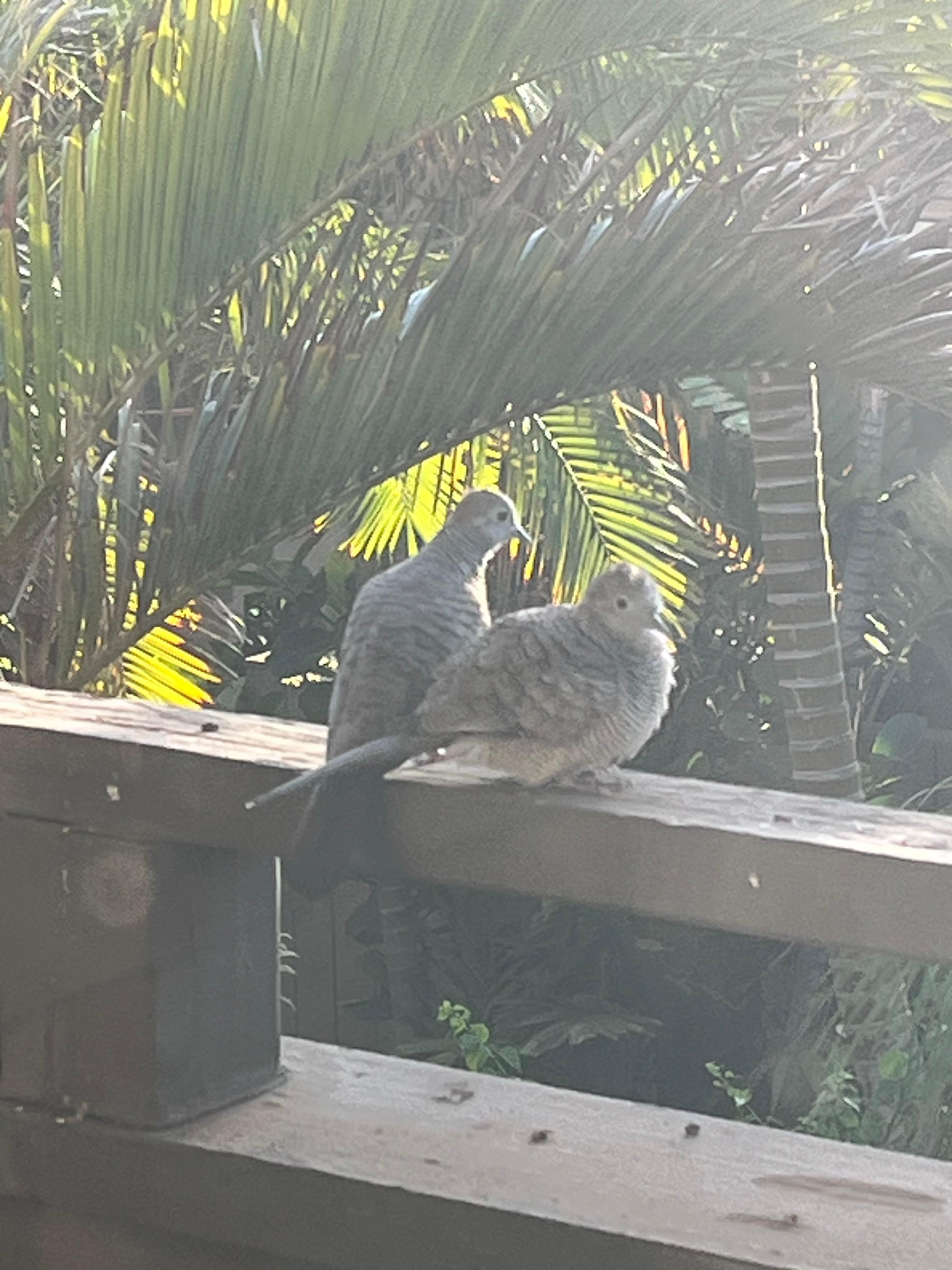 Cute couple on my lanai 
