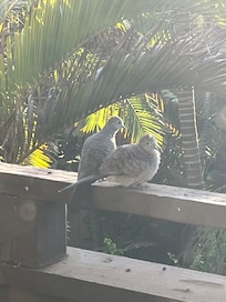 Cute couple on my lanai