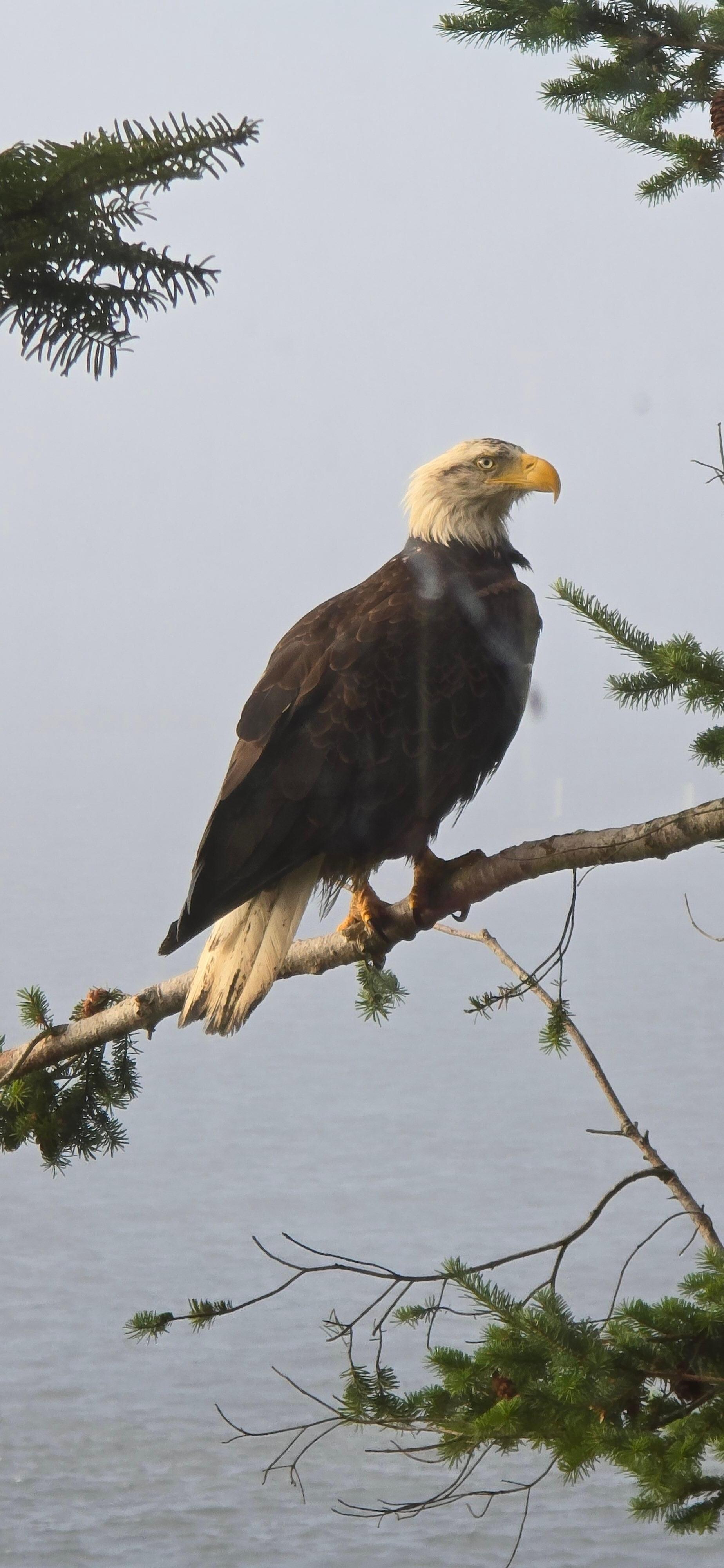 Eagle seen from the cottage