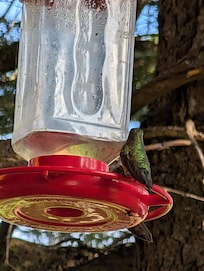 Just one of several hummingbirds we saw