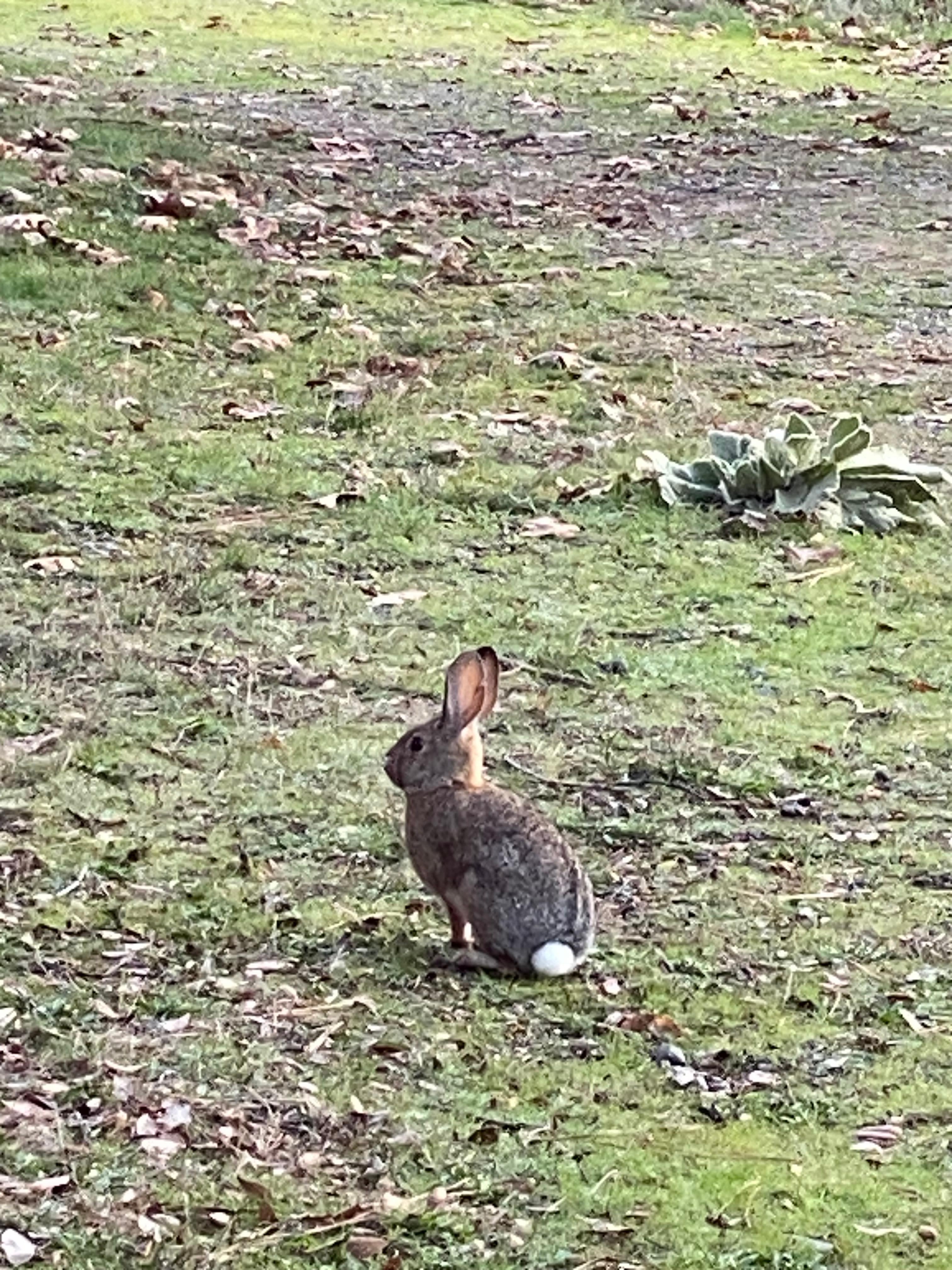 Random wildlife spotted during a morning walk around the property. 
