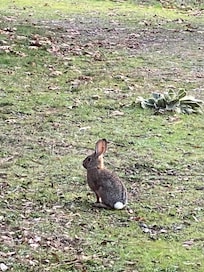 Random wildlife spotted during a morning walk around the property.