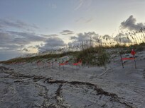 Loggerhead Sea Turtle nests