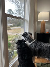 Giant window was loved by the dogs