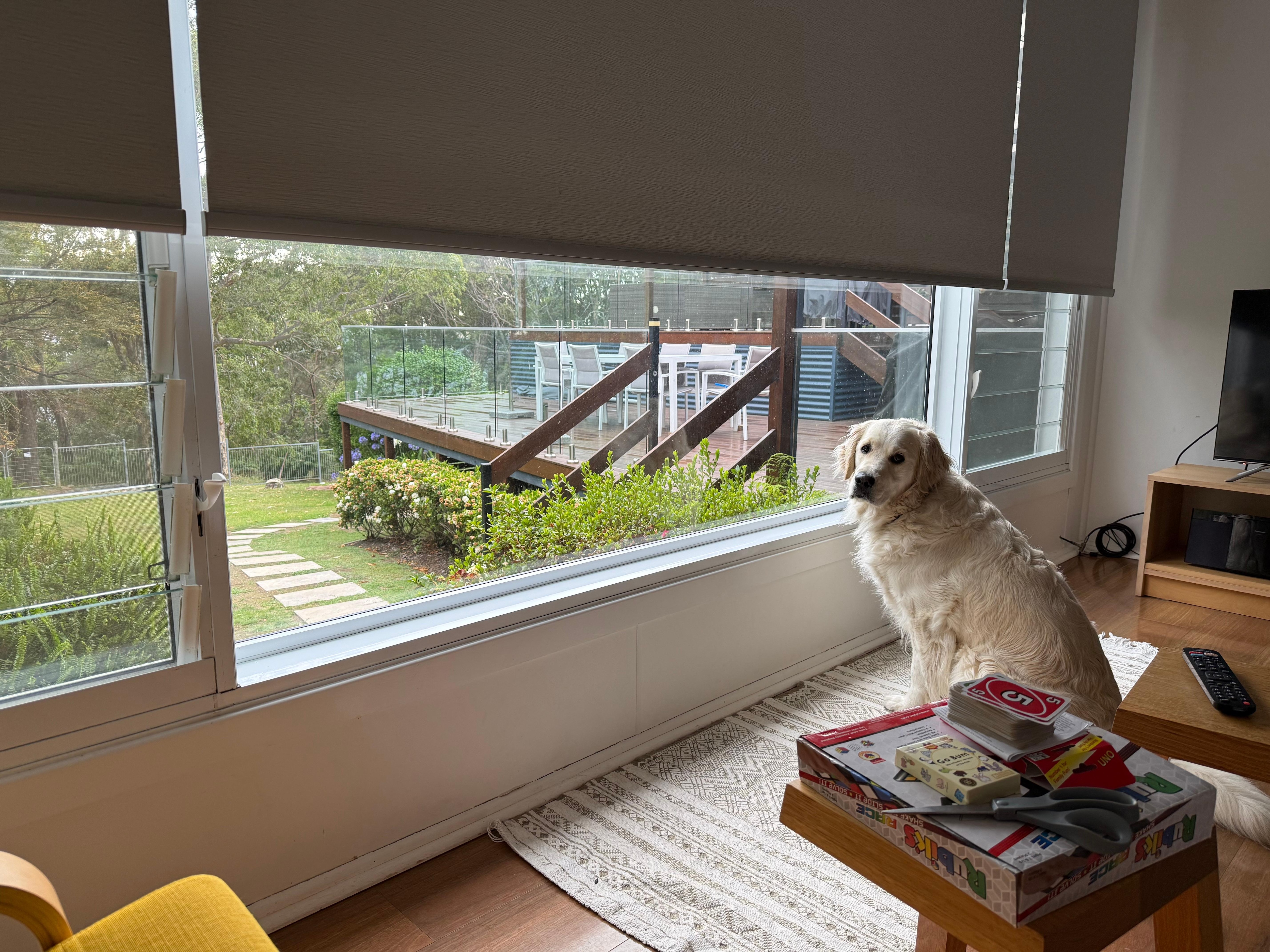 Happy dog studying the locals