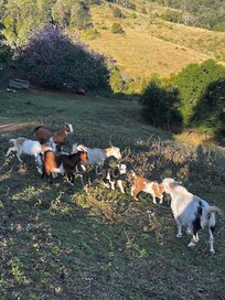 Baby goats were adorable you will want to take one home.