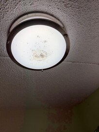 One of two ceiling light with dead bugs