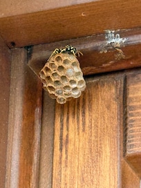 Gäste auf dem Balkon, Beseitigung dauerte einen Tag