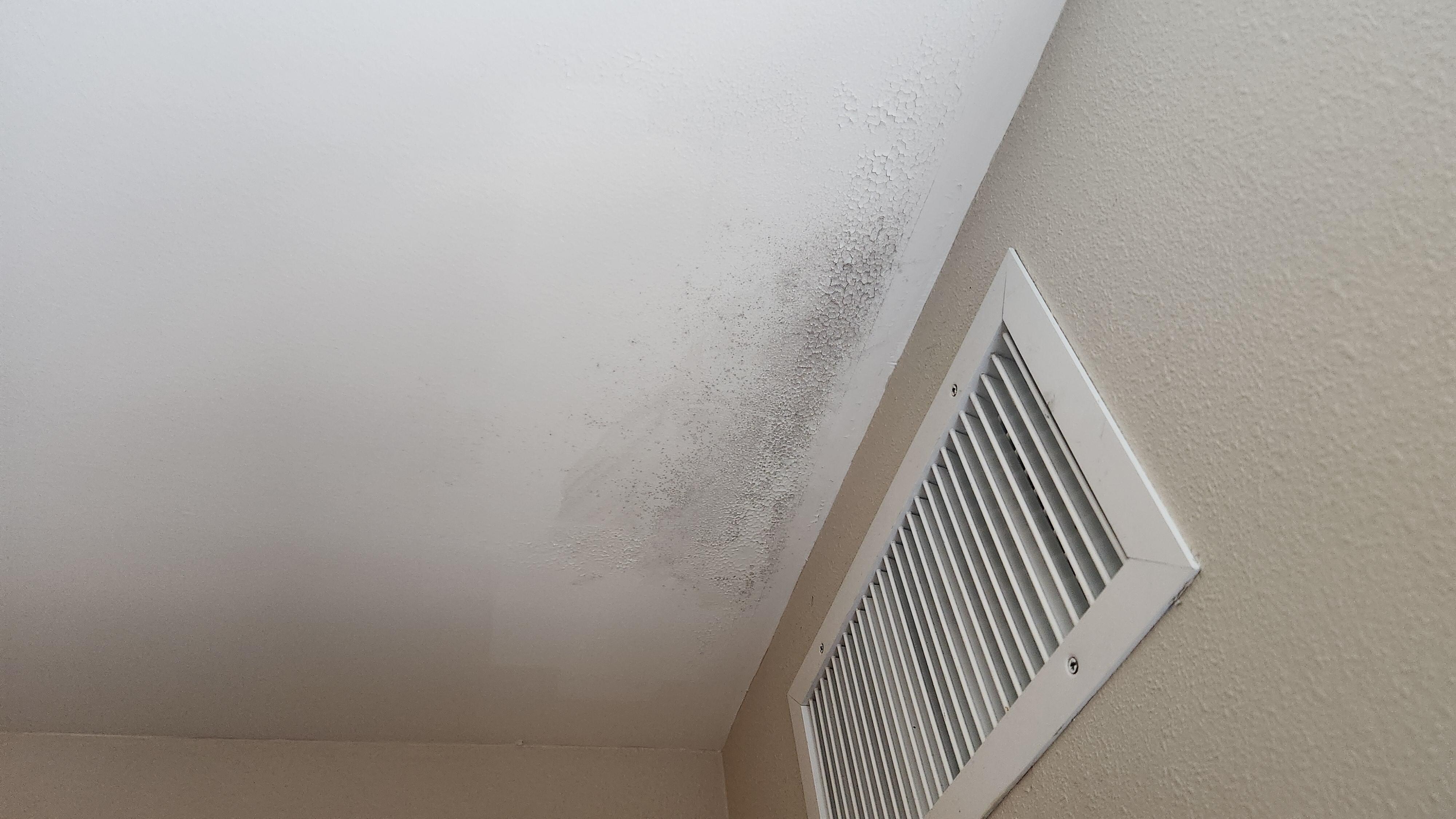 Possible mold 