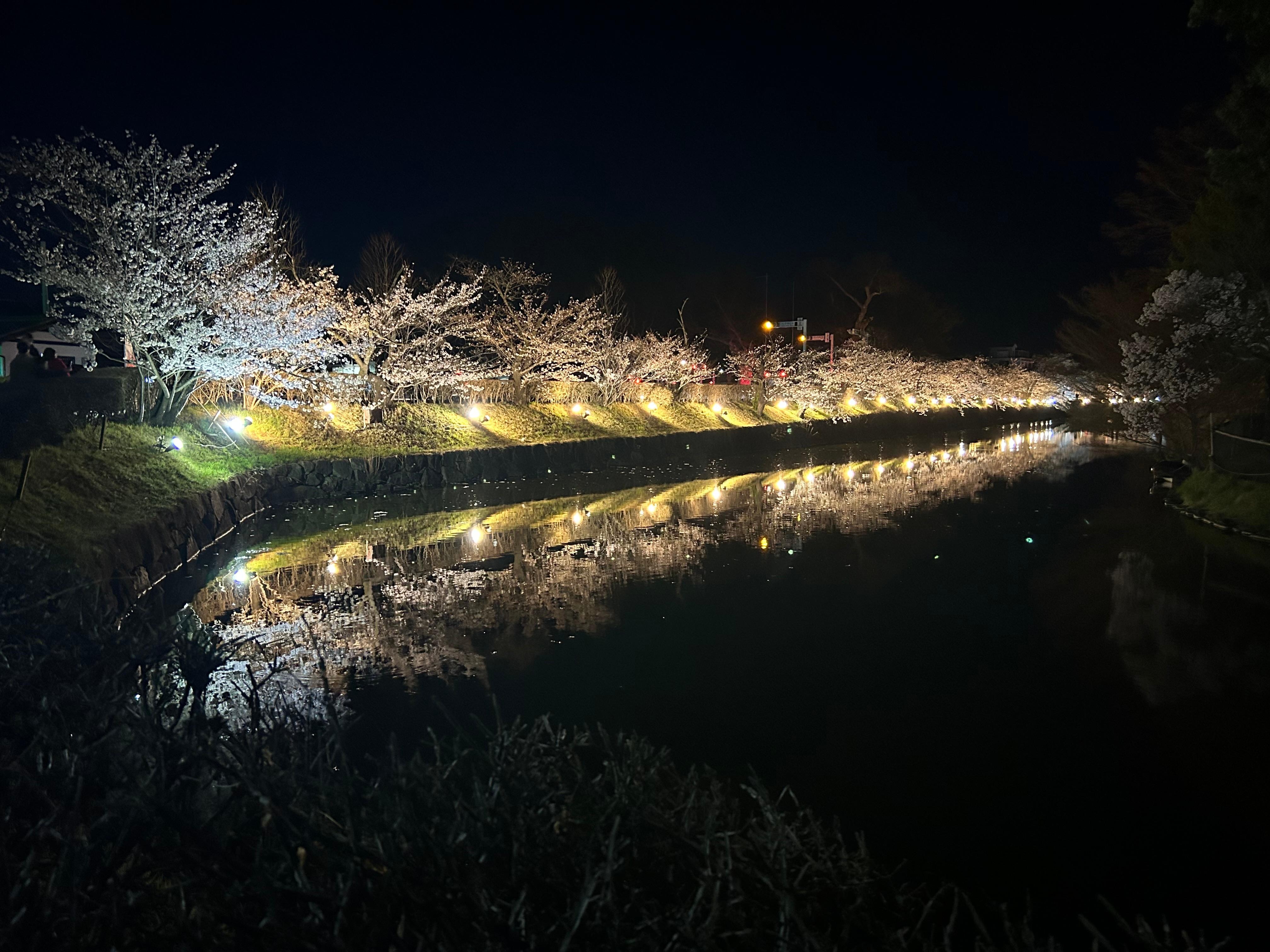 お堀沿いの夜桜
