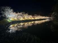お堀沿いの夜桜