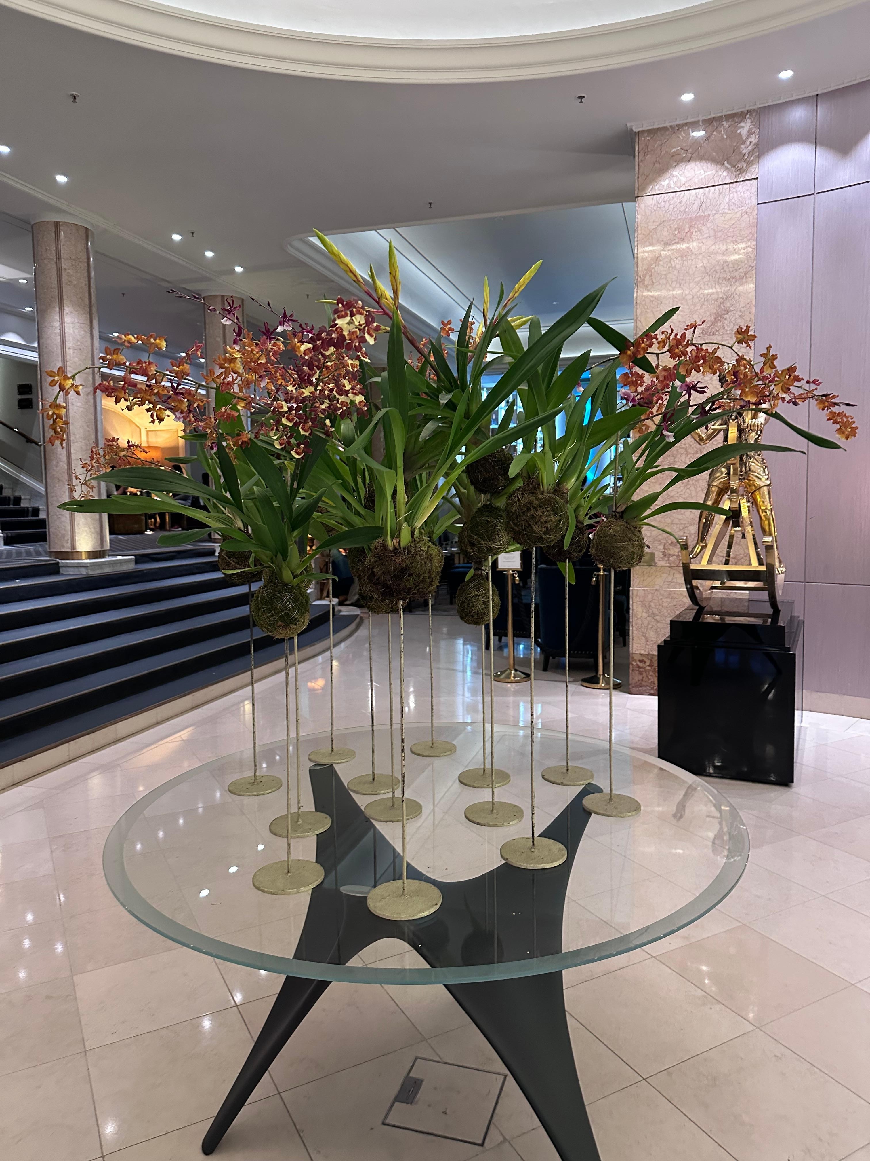 Lobby orchids