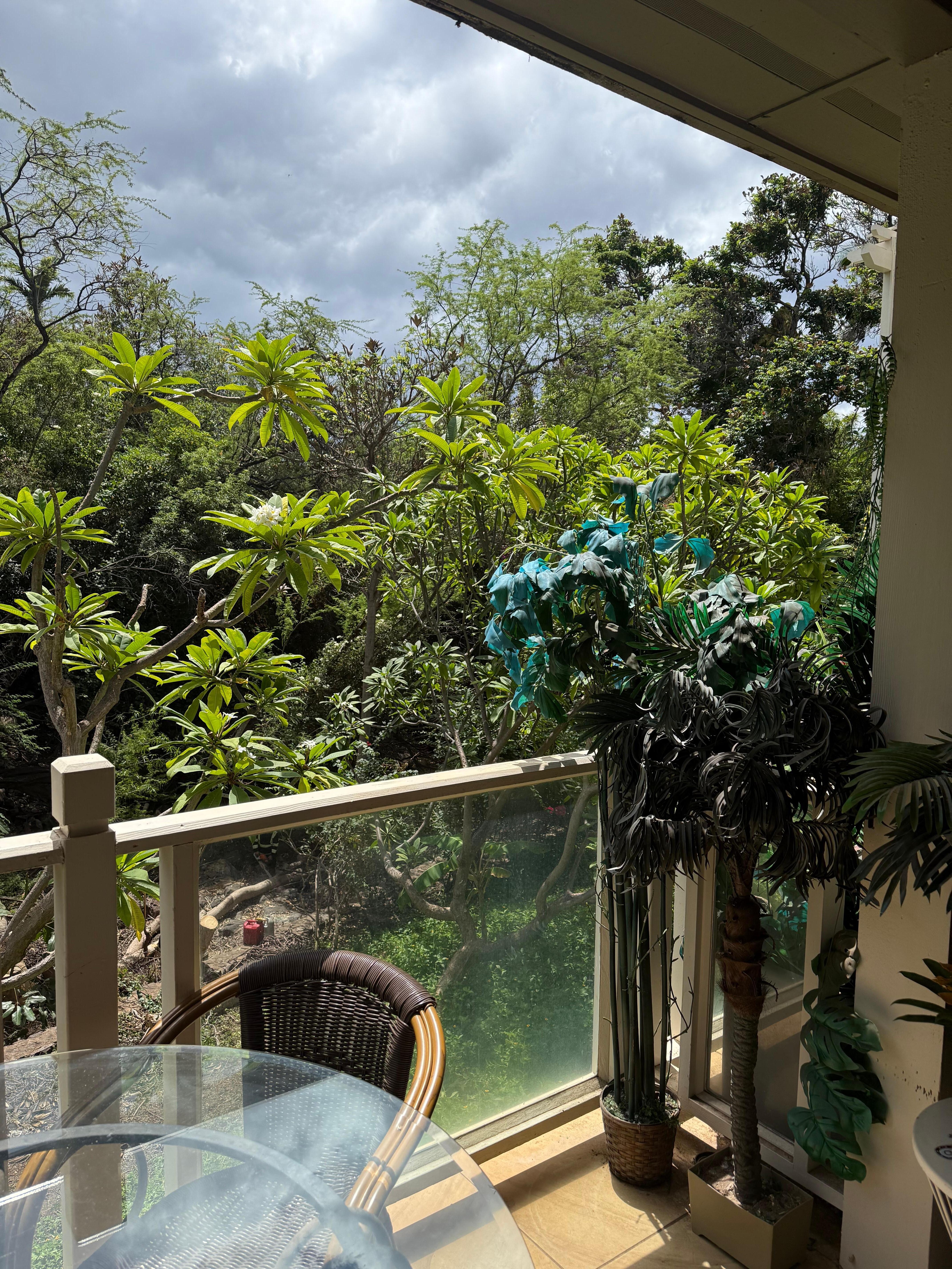 View from the patio. 