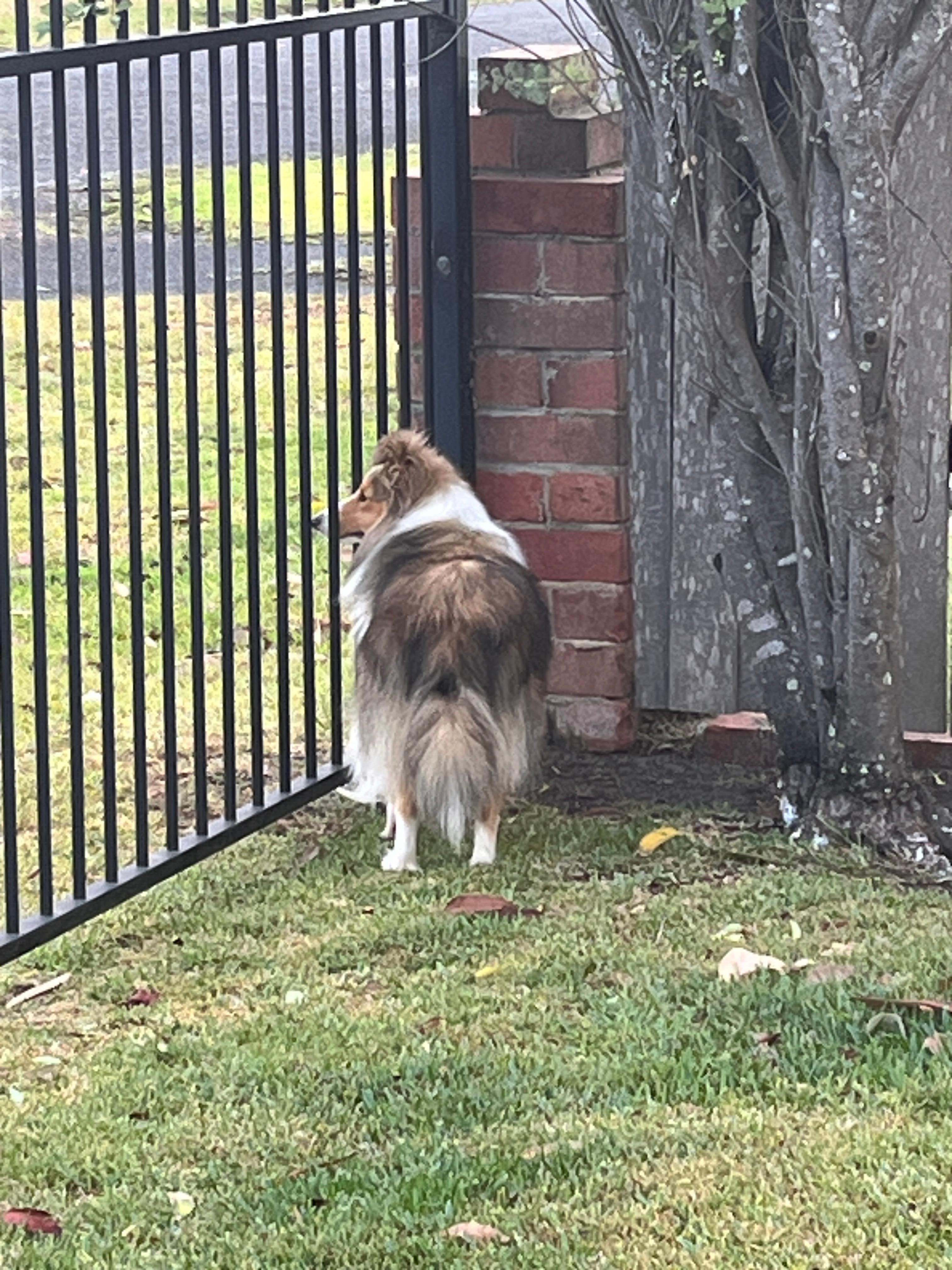 Full fenced very dog friendly yard 