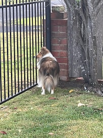 Full fenced very dog friendly yard