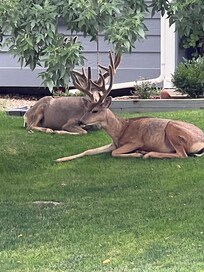 Deer relaxing in the neighbors yard.