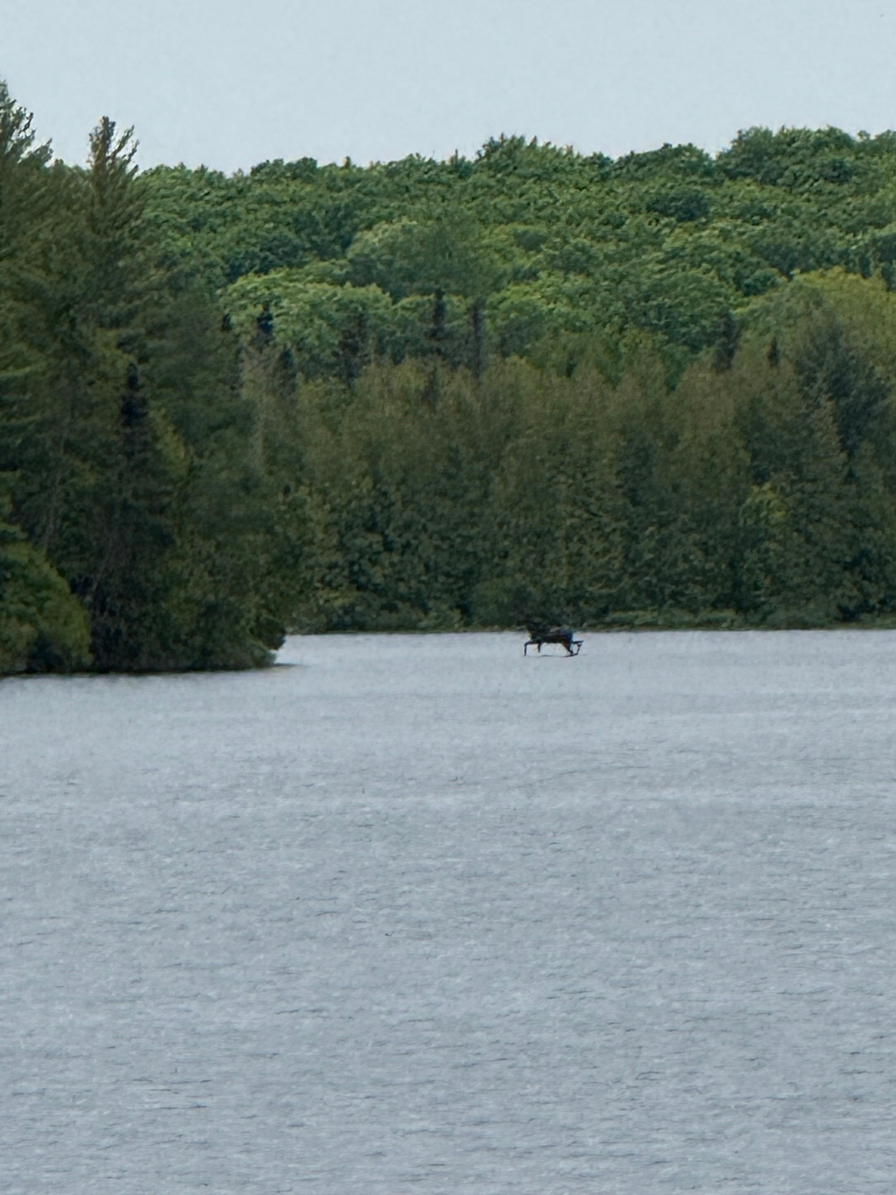 Moose walking in lake!