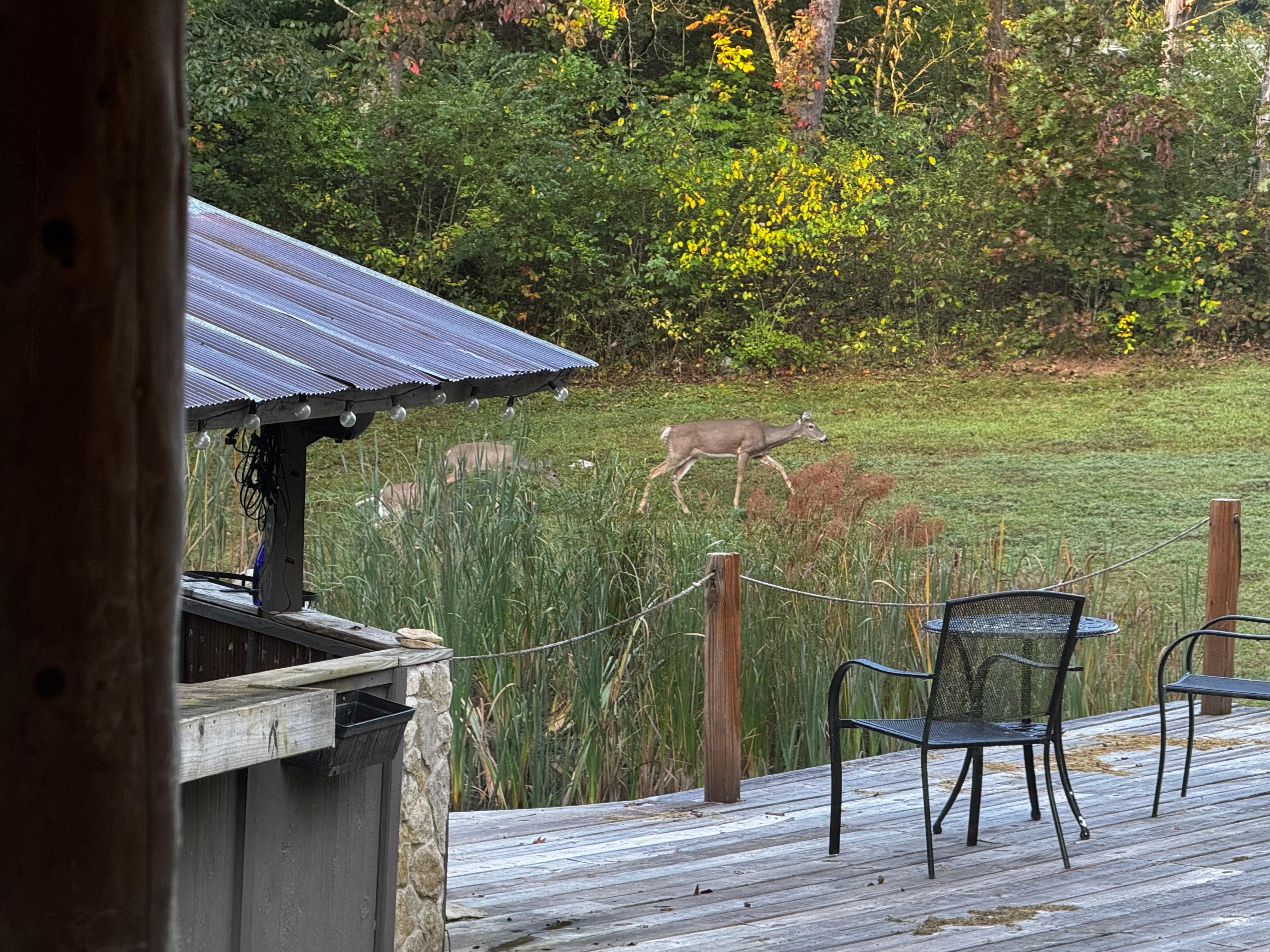 Enjoyed watching deers cross the property 